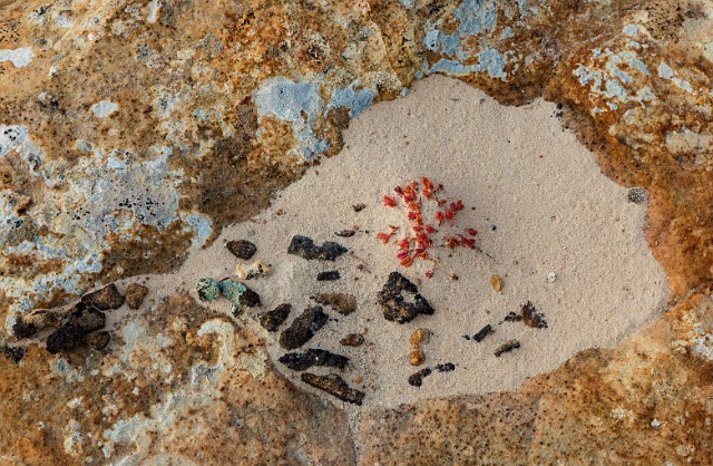 Sand Rocks - Lichen 17-2496b_1.jpg